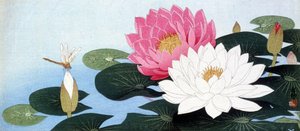 Ninfee e libellula - stampa giapponese da Japanese School