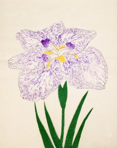 Yamato-Nishiki, No. 31, 1890 da Japanese School