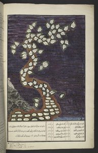 Diagramma genealogico sotto forma di albero dei sovrani di Giava, da Adamo a Pakuwana IV (di Surakarta) e Mataram IV (Hamengkubuwana IV di Yogykarta), in un manoscritto giavanese, Papakem Pawukon