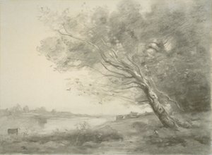 Albero piegato vicino all