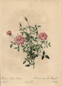 Rosa cinese in miniatura rosa, Rosa chinensis da Jean Baptiste Chapuy