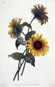 Fiori di girasole. Tavola botanica tratta da "Collection des fleurs et des fruits peints d