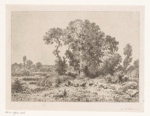 Gruppo di alberi presso una palude
