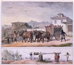 Trasporto di carne e addomesticamento di un bue