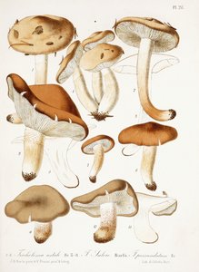 Funghi, c.1860-66