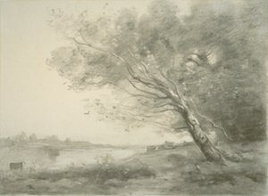 Albero piegato vicino all