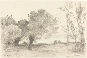 Salici e pioppi bianchi