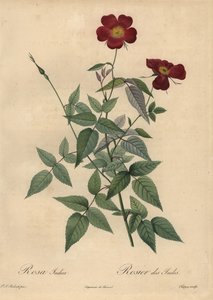Rosa cinese cremisi, Rosa chinensis da Jean Baptiste Chapuy