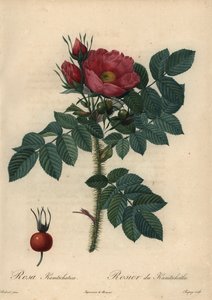 Rosa giapponese cremisi; Rosa rugosa