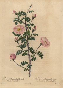 Rosa Burnet rosa, Rosa pimpinellifolia da Jean Baptiste Chapuy