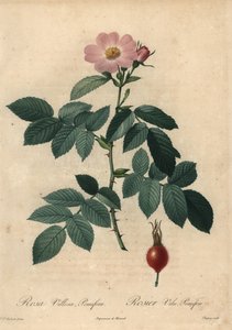 Rosa mela rosa, Rosa villosa da Jean Baptiste Chapuy