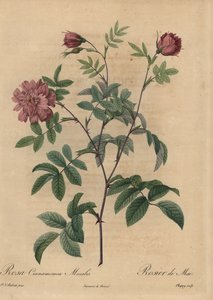 Rosa cannella rosa, Rosa majalis da Jean Baptiste Chapuy