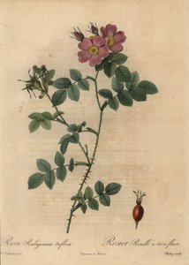 Rosa canina rosa, Rosa rubiginosa da Jean Baptiste Chapuy