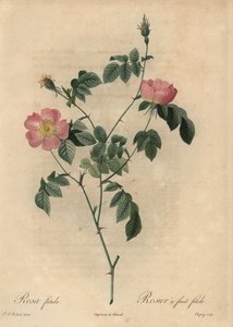 Rosa foetida, Rosier a fruit fetide da Jean Baptiste Chapuy