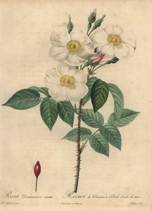 Rosa damascena bianca, Rosa x damascena da Jean Baptiste Chapuy
