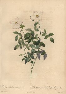 Rosa cinese bianca e rosa, Rosa chinensis da Jean Baptiste Chapuy