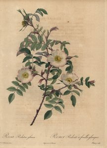 Rosa bianca e rosa, Rosa redutea glauca da Jean Baptiste Chapuy