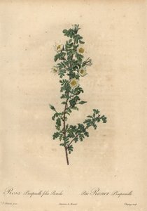 Rosa burnet bianca, Rosa pimpinellifolia Pumila da Jean Baptiste Chapuy