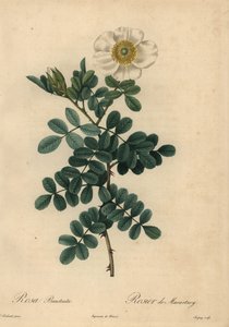Rosa chicksaw bianca, Rosa bracteata da Jean Baptiste Chapuy