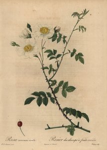 Rosa dei campi, Rosa arvensis da Jean Baptiste Chapuy