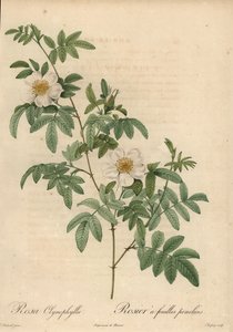 Rosa bianca, Rosa clynophylla da Jean Baptiste Chapuy