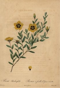 Rosa gialla, Rosa berberifolia