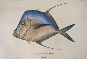 Argyreiosus vomer da Jean Baptiste Debret