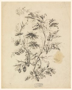 Ramo di un albero fantastico