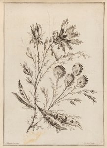 Ramo Fiorito da Jean Baptiste Pillement