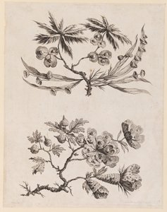 Rami di fiori da "Recueil de Fleurs Chinois" da Jean Baptiste Pillement