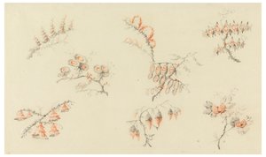 Mazzi di sette fiori ideali e di un fiore quasi naturalistico da Jean Baptiste Pillement