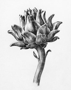 Carciofo di Jean Bernard da Jean Bernard