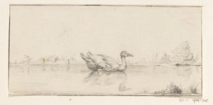Anatra in acqua