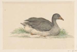 Anatra, verso destra da Jean Bernard