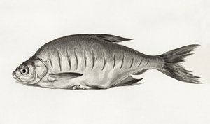 Fish (1775–1833) da Jean Bernard