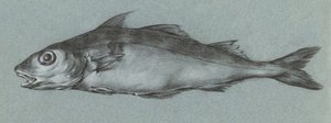 Fish Green (1775–1833) da Jean Bernard