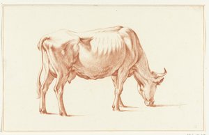Mucca al pascolo, verso destra da Jean Bernard