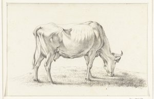 Mucca al pascolo, verso destra da Jean Bernard