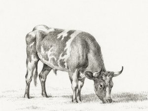 Toro al pascolo da Jean Bernard