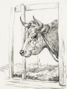 Testa di mucca (1820) da Jean Bernard