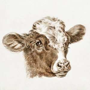 Testa di mucca da Jean Bernard