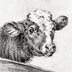 Testa di mucca da Jean Bernard