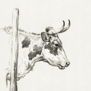 Testa di mucca, verso destra (1820) da Jean Bernard