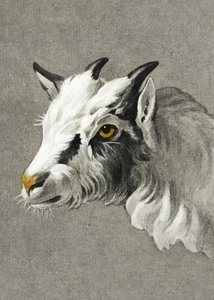 Testa di capra in modalità ritratto da Jean Bernard