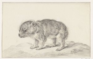 Giovane orso (?) da Jean Bernard