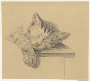 Testa e zampa di un gatto che dorme
