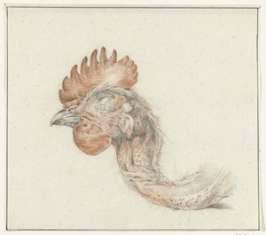 Testa di un pollo morto