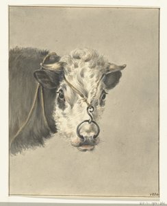 Testa di una mucca, con un anello nel naso, di fronte da Jean Bernard