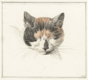 Testa di un gatto pezzato, di fronte, con occhi chiusi da Jean Bernard