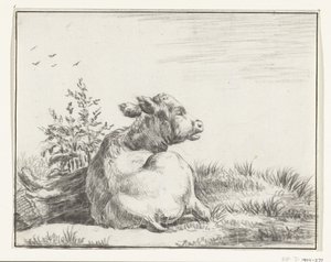Mucca sdraiata, da dietro da Jean Bernard